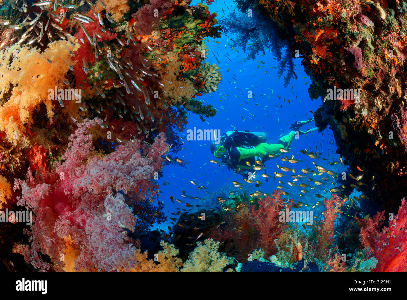 Coral reef with Hemprichs Red Soft Tree Coral and scuba diver, Wadi Gimal, Marsa Alam, Red Sea, Egypt Stock Photo