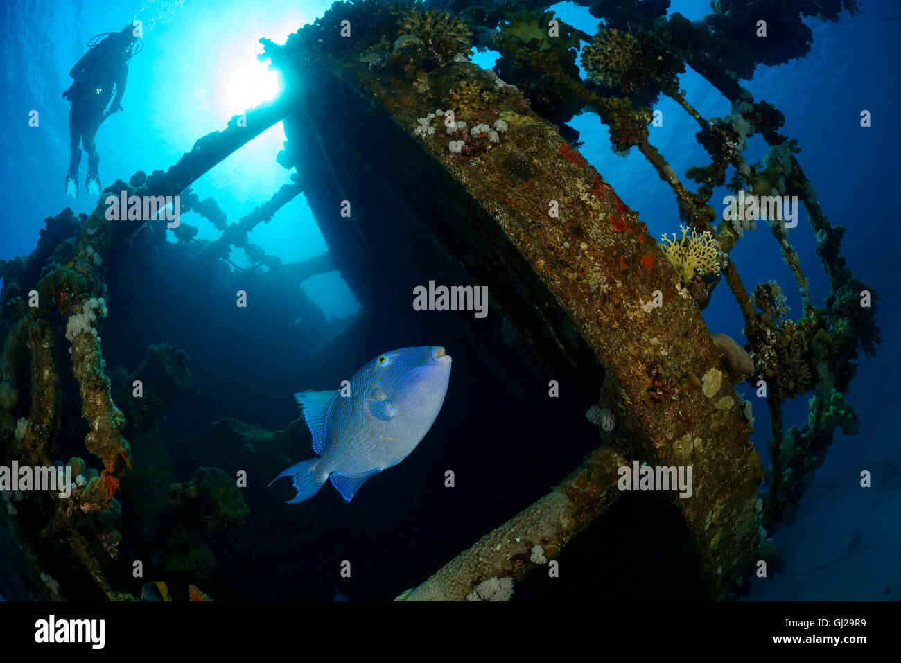 Pseudobalistes fuscus, Yellow-spotted Triggerfish on Shipwreck Hamada and scuba diver, Wadi Gimal, Marsa Alam, Red Sea, Egypt Stock Photo