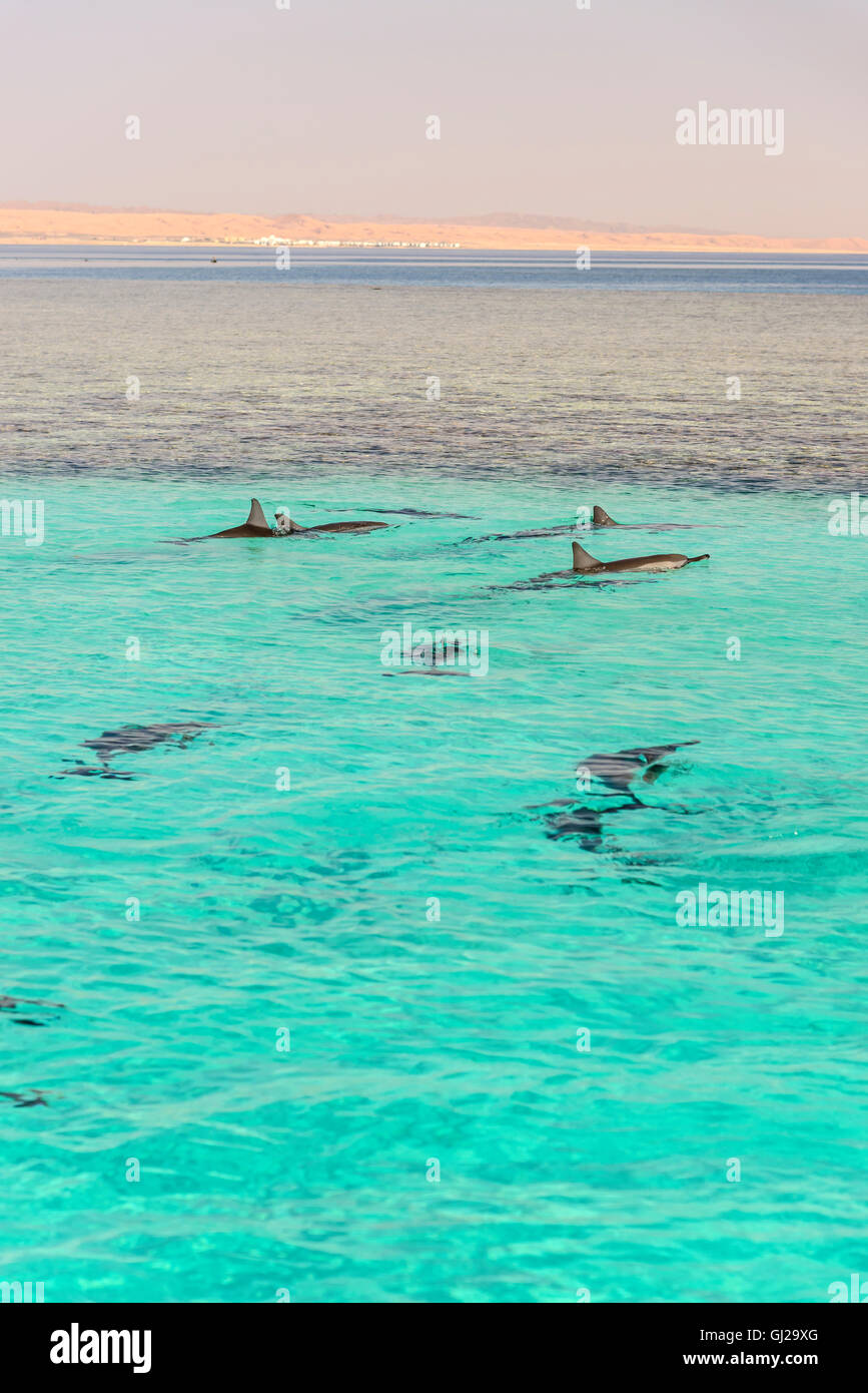 Stenella longirostris, school of Long-snouted Spinner Dolphins in a lagoon, Marsa Alam, Wadi Gimal, Marsa Alam, Red Sea, Egypt Stock Photo
