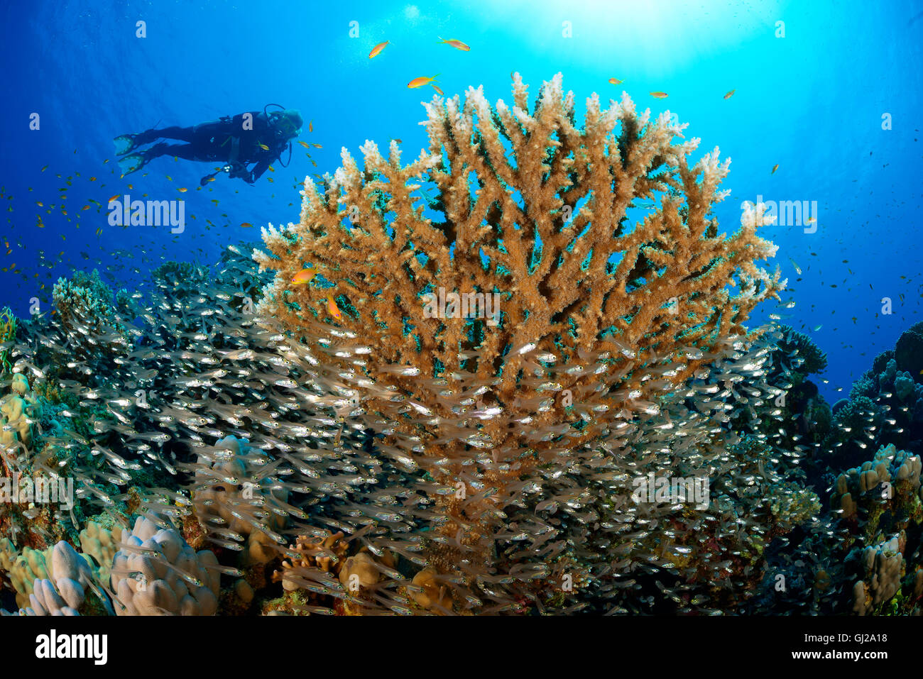 Parapriacanthus guentheri Acropora sp., scuba diver with table coral and school of glassfish, Safaga, Red Sea, Egypt, Africa Stock Photo