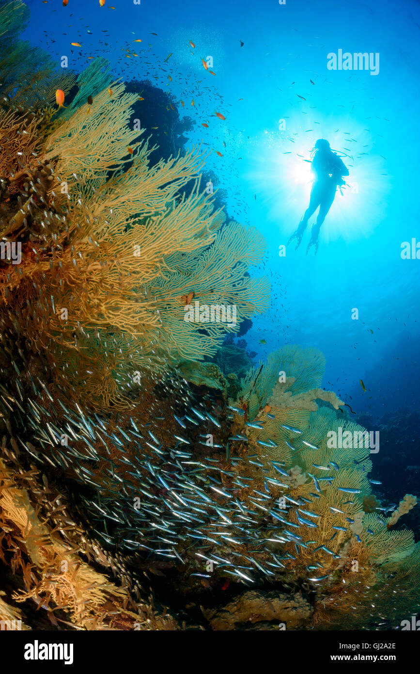 Coralreef and scuba diver with giant sea fans, glassfish and juvenile barracudas, Safaga, Red Sea, Egypt Stock Photo