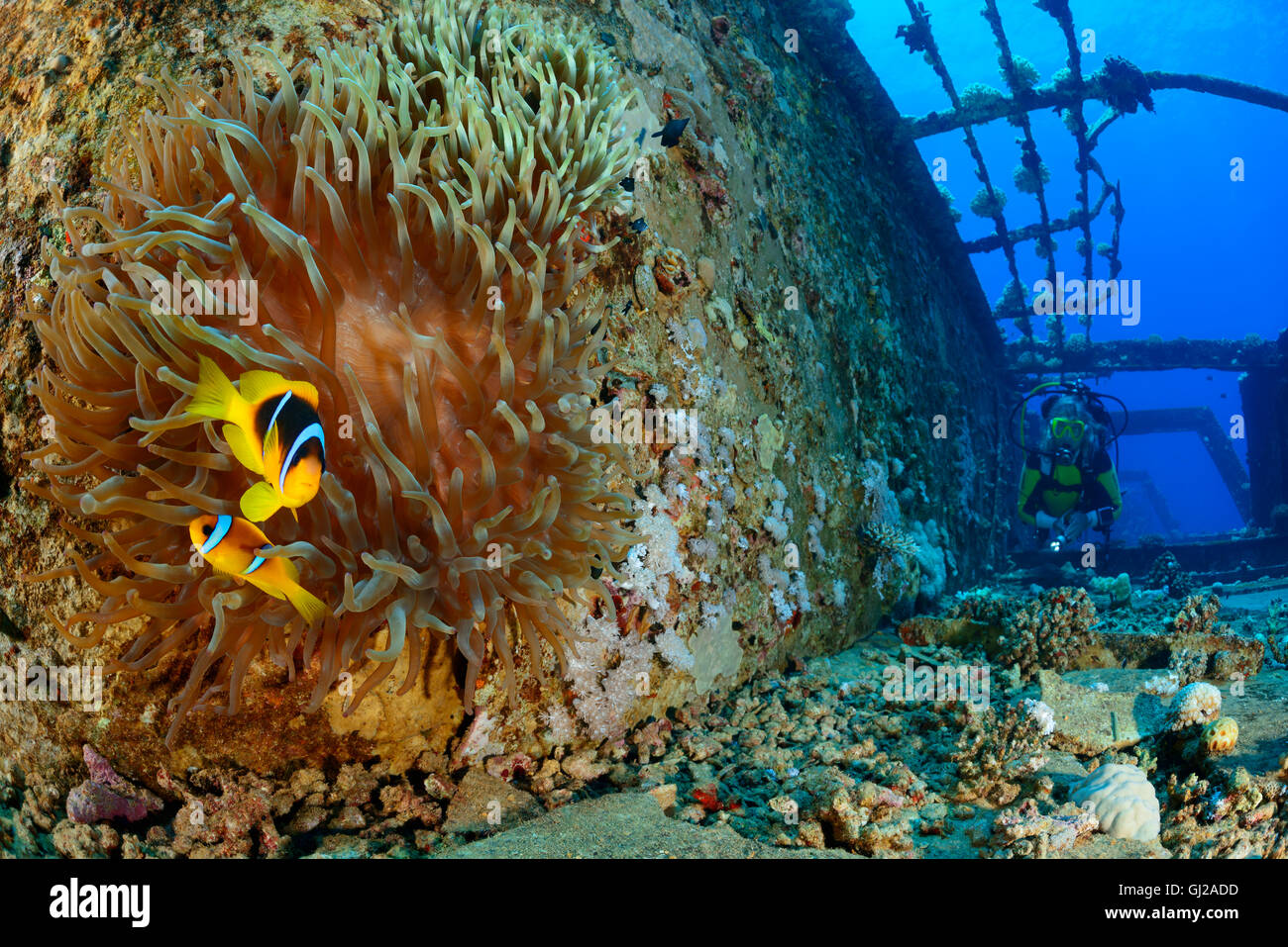 Amphiprion bicinctus, Shipwreck of the Salem Express and scuba diver on ship wreck with clownfishes, Safaga, Red Sea, Egypt Stock Photo