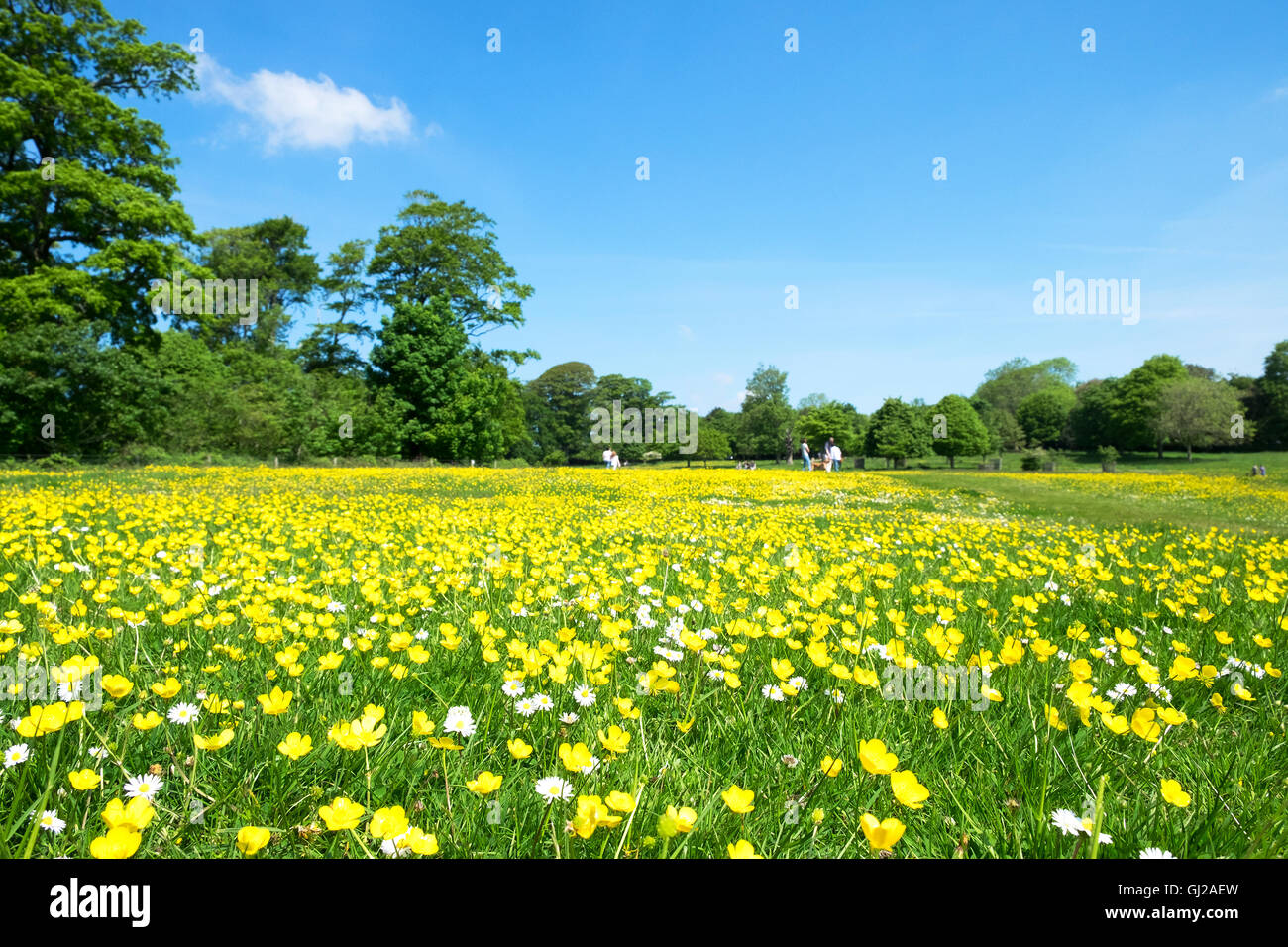 A park meadow full of flowering buttercups and daisies Stock Photo - Alamy