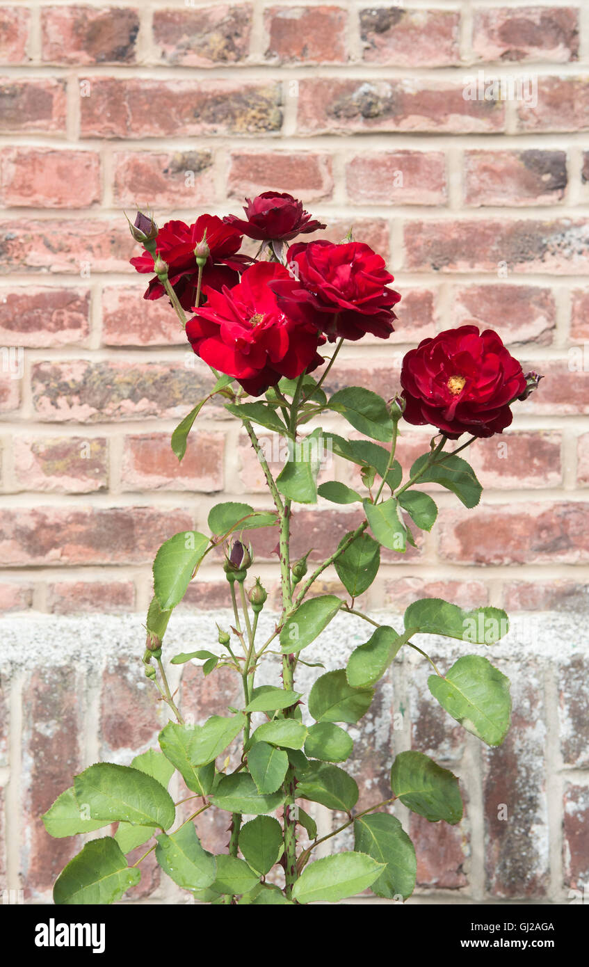 Red roses against a hard brick wall Stock Photo