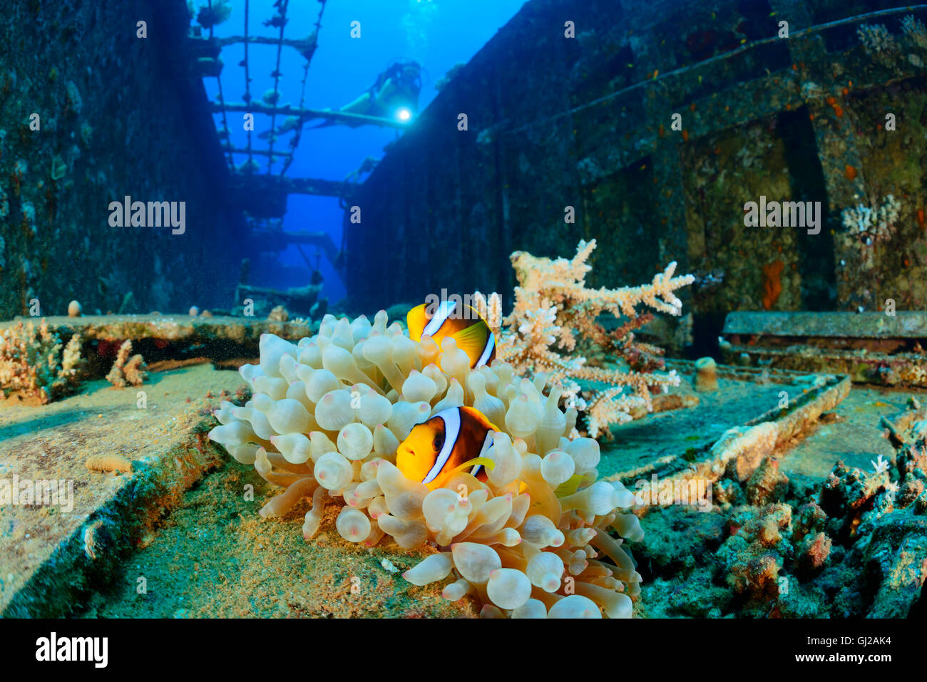 Amphiprion bicinctus, Shipwreck of the Salem Express and scuba diver on ship wreck with clownfishes, Safaga, Red Sea, Egypt Stock Photo