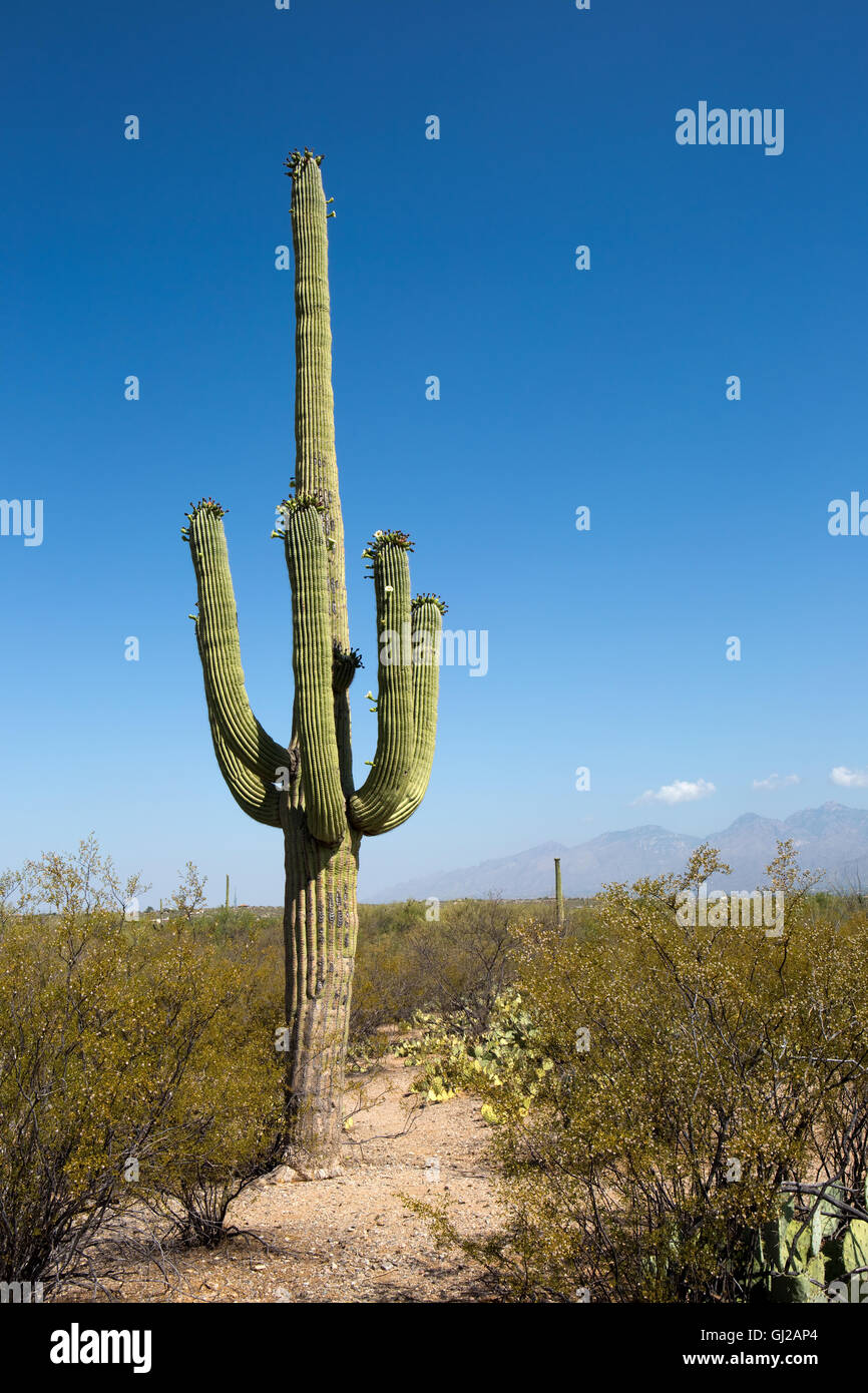 Giant saguaro cactus with flowers on the outskirts of Tucson, Arizona in the Sonoran Desert within the Saguaro National Park. Stock Photo
