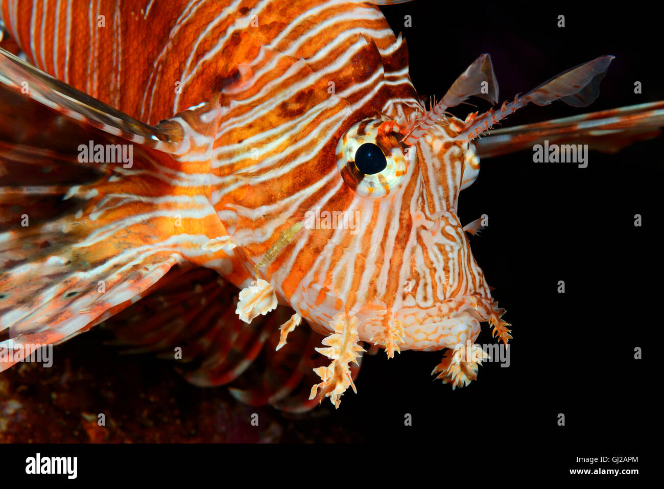Pterois miles, Devil Firefish or Common Lionfish, Safaga, Red Sea, Egypt, Africa Stock Photo