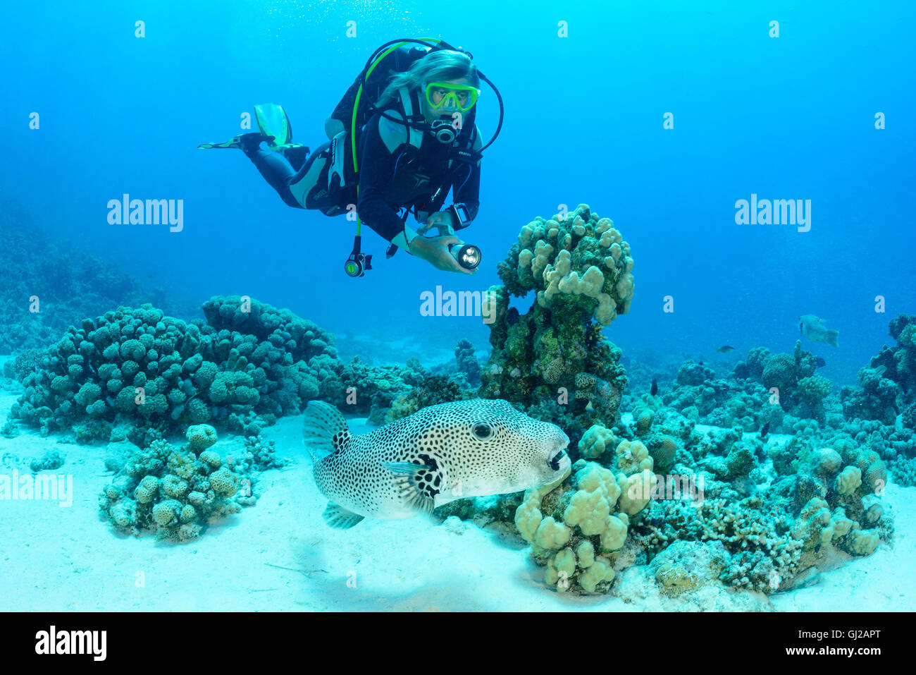 Arothron stellatus, stellate puffer, Starpuffer and scuba diver, Safaga, Red Sea, Egypt, Africa Stock Photo