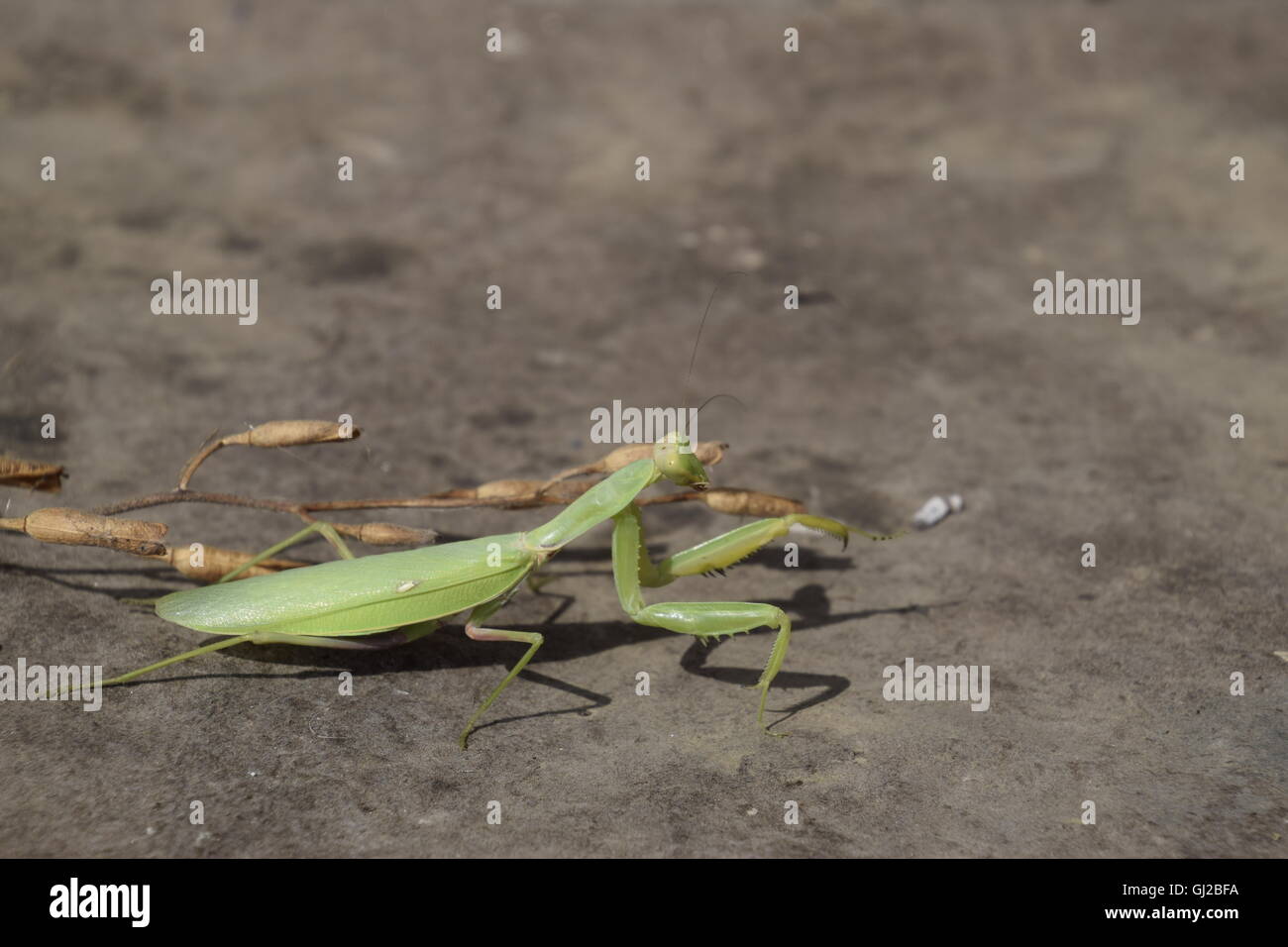 Mantis Female Insect The female mantis religios. Predatory insects mantis. Huge green female ...