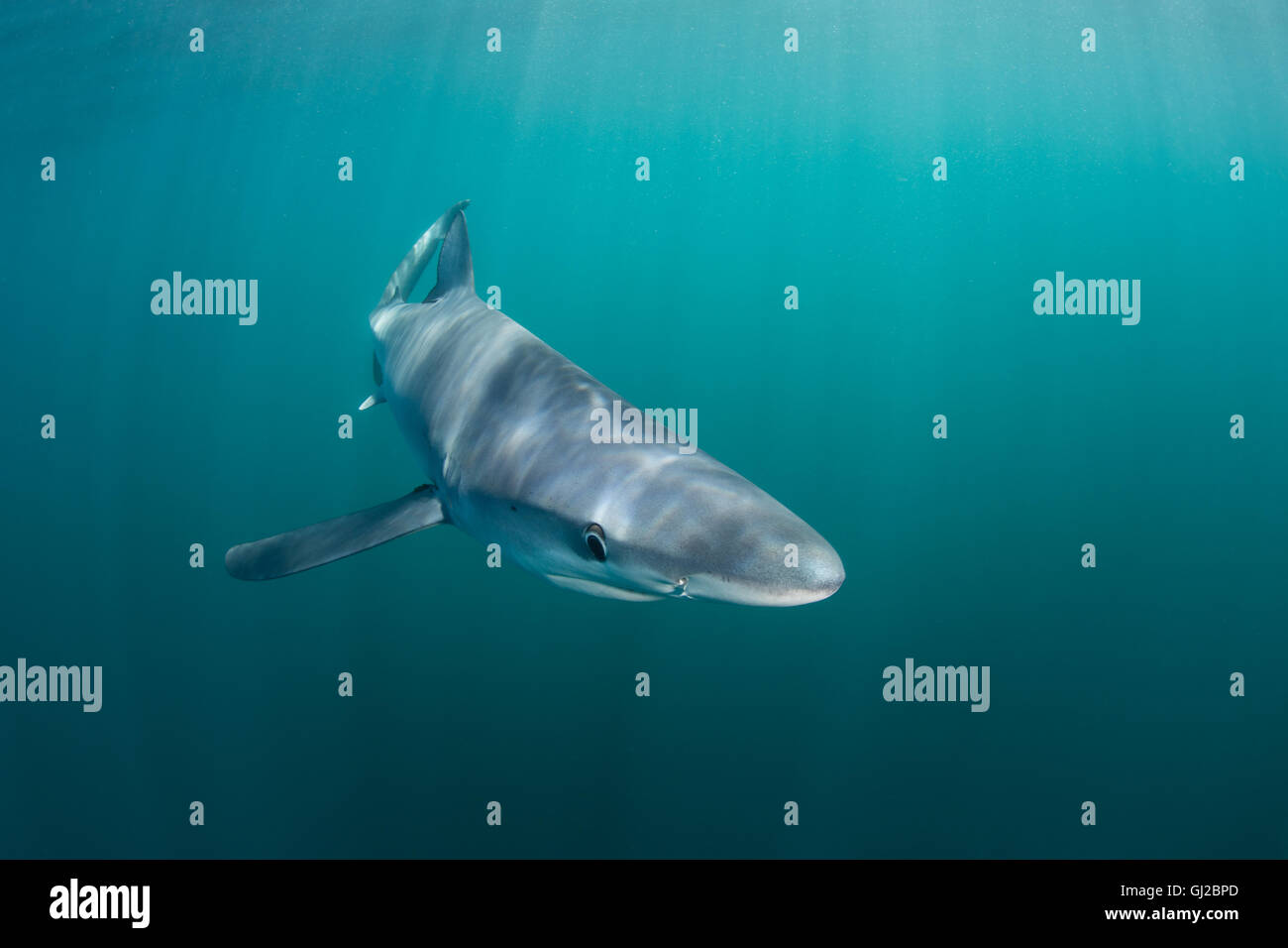 A Blue shark (Prionace glauca) cruises through the shallow, sunlit waters of the Atlantic Ocean off the coast of Cape Cod. Stock Photo