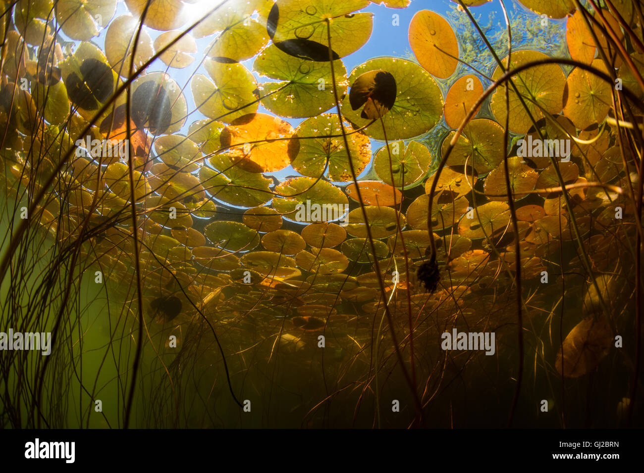 A canopy of lily pads grows in a shallow freshwater lake in New England