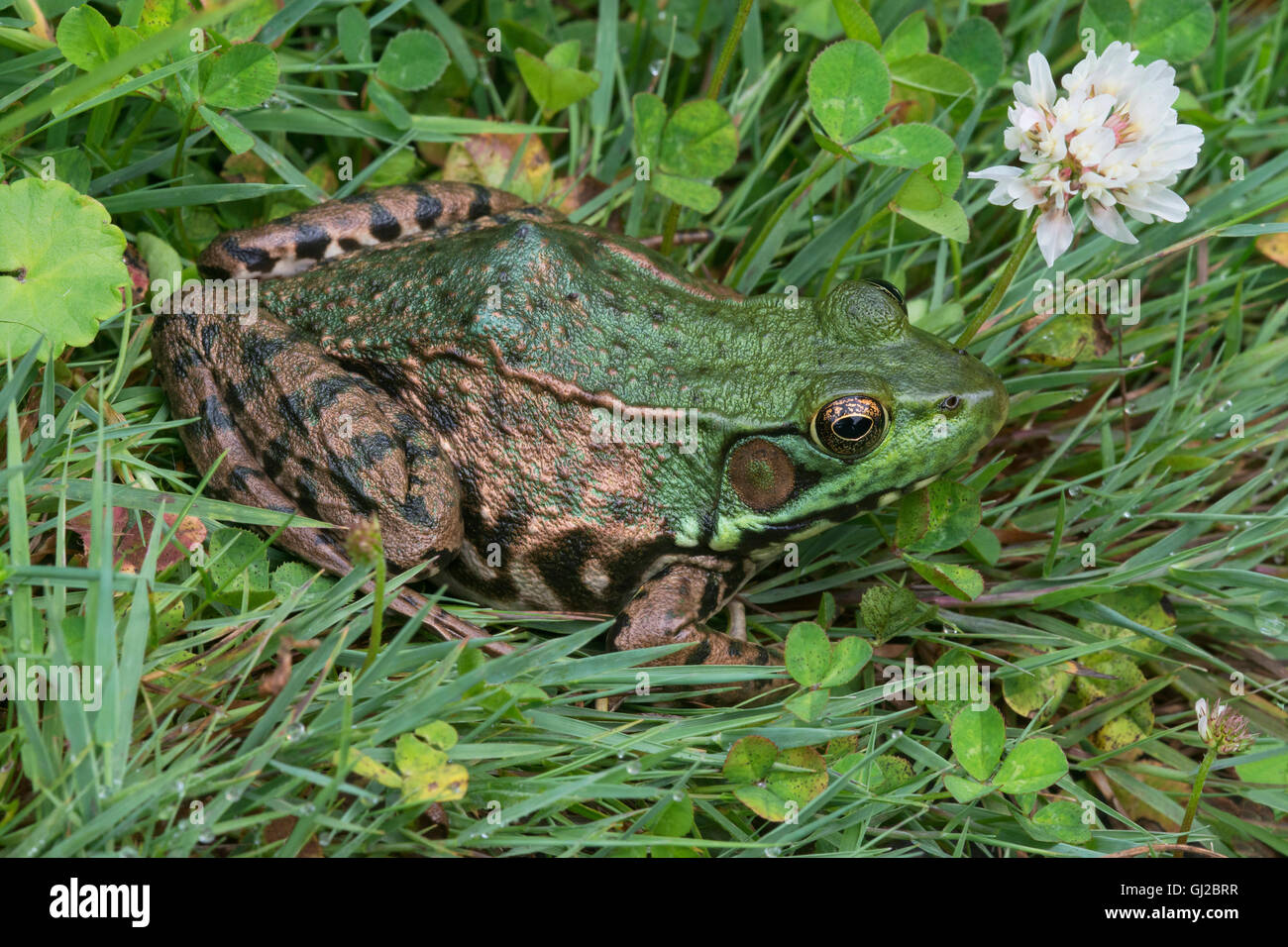 Green Frog Rana clamitans resting among White Clover flowers (Trifolium repens) E USA Stock Photo