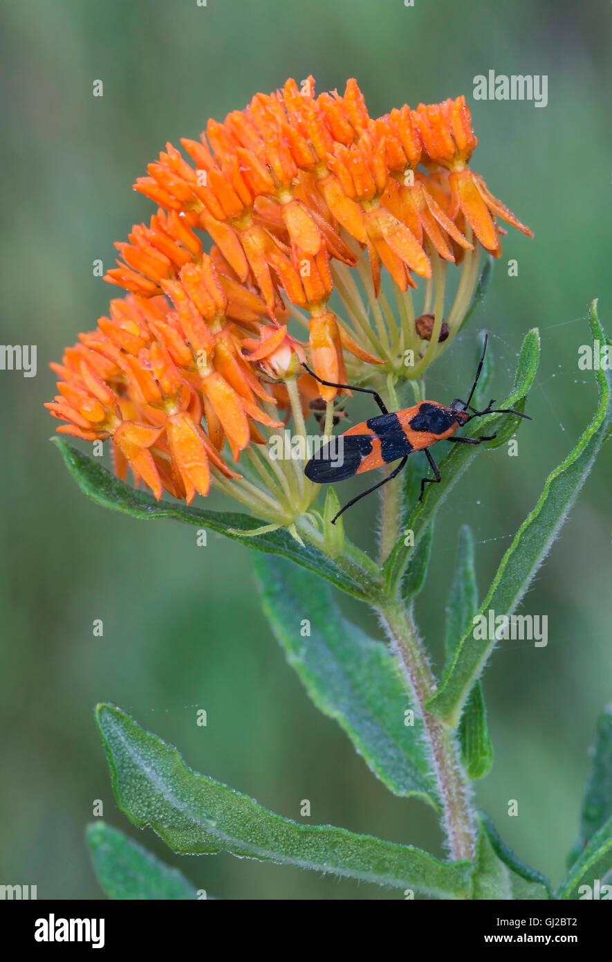 Large Milkweed Bug (Oncopeltus fasciatus) on Butterfly Milkweed flowers (Asclepias tuberosa)  E USA Stock Photo