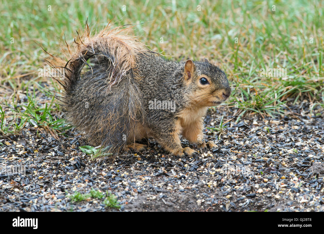 Eastern Fox Squirrel (Sciurus niger) feeding on bird seed, near bird feeder, park, after rainstorm, E NA, by Skip Moody/Dembinsky Photo Assoc Stock Photo