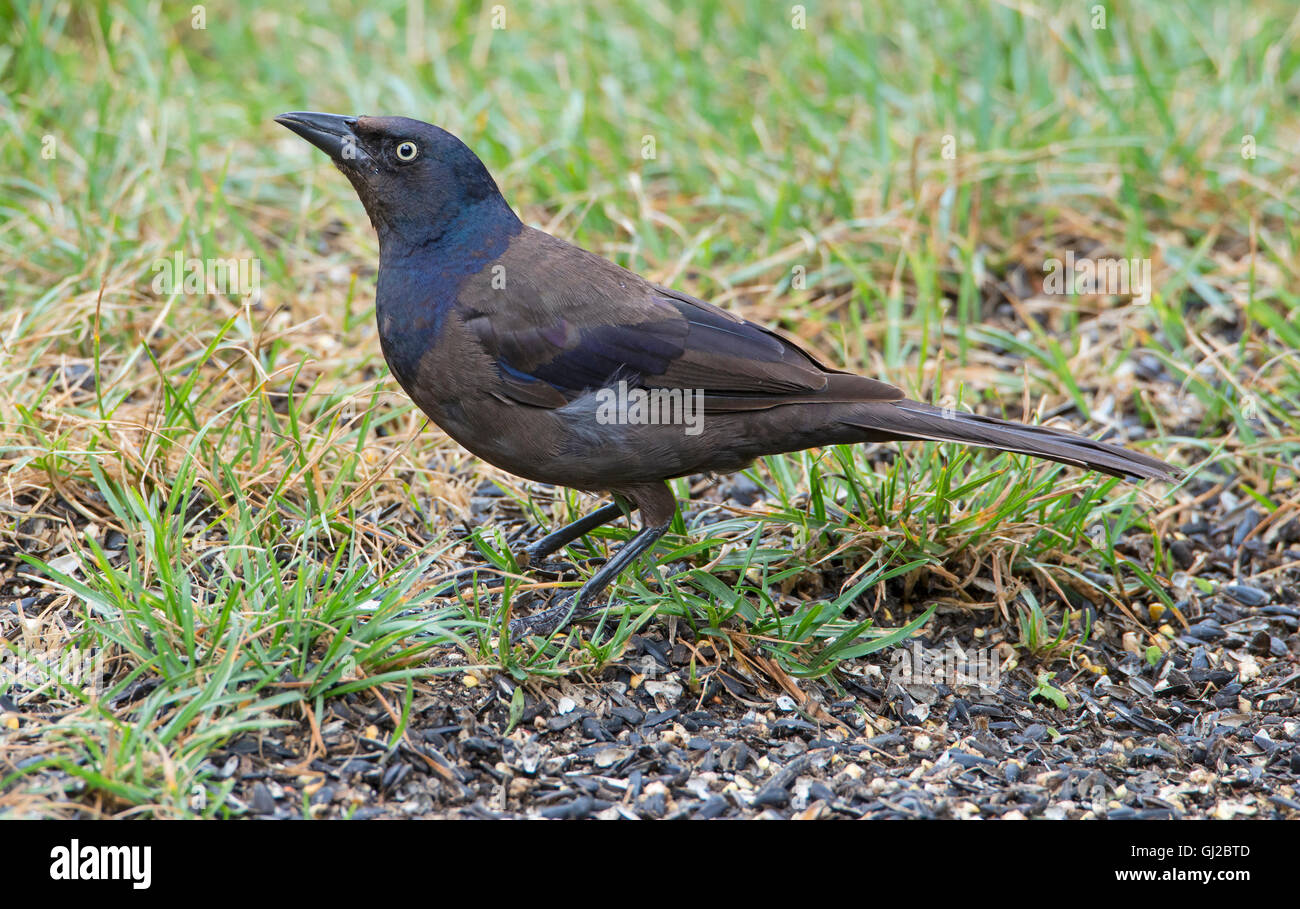 Common grackle bird habitat picture hires stock photography and images