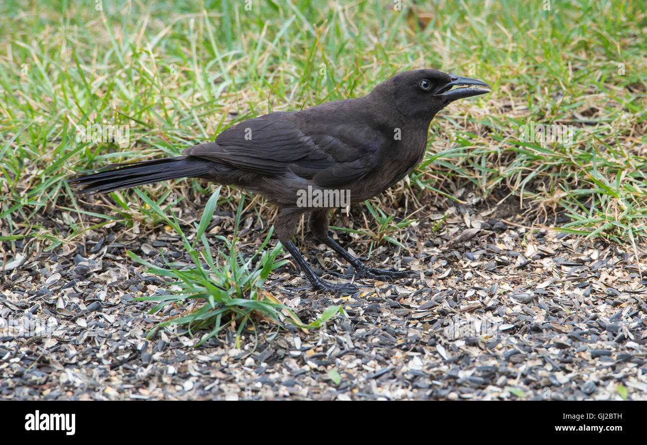 Blackbird eating bird seed hires stock photography and images Alamy
