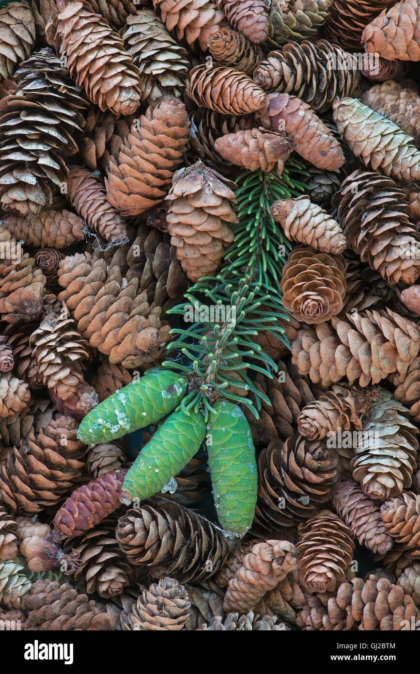 Blue Spruce Tree young and mature Spruce cones ( Picea pungens ) North America Stock Photo