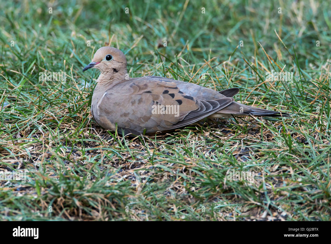 Mourning Dove (Zenaida macroura) resting on ground, Eastern USA Stock Photo