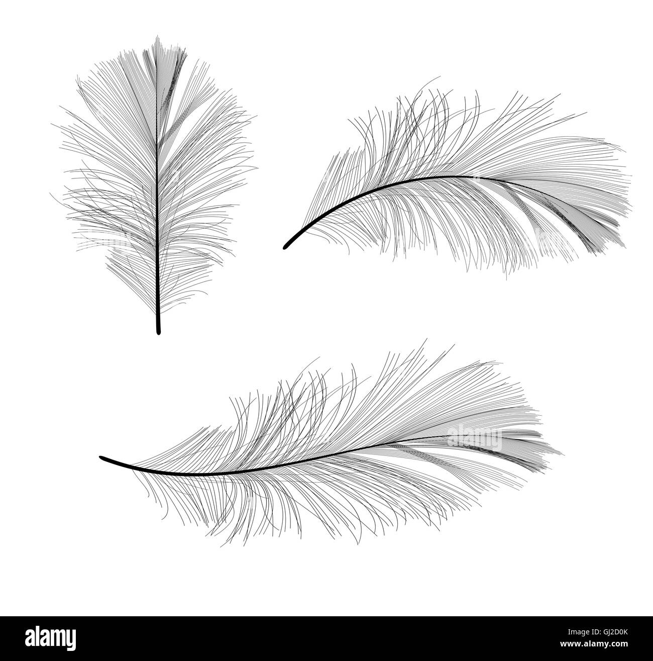 Bird Feather Hand Drawn Vector Illustration Stock Vector Image & Art ...