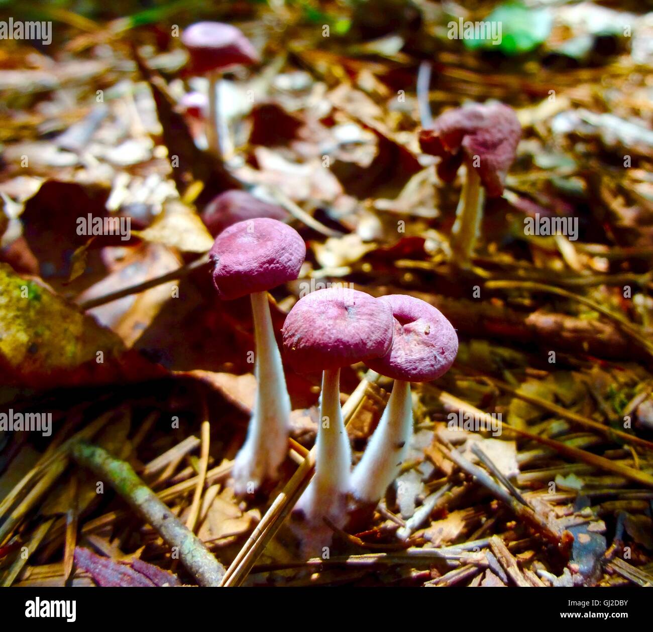 Close up of a group of purple mushrooms in a forest. Stock Photo