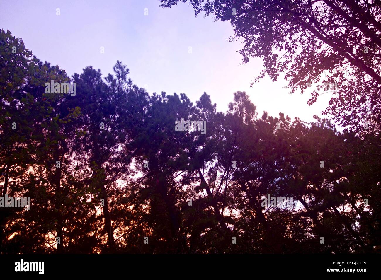 Looking up into a tree canopy in a forest, at sunset. Stock Photo