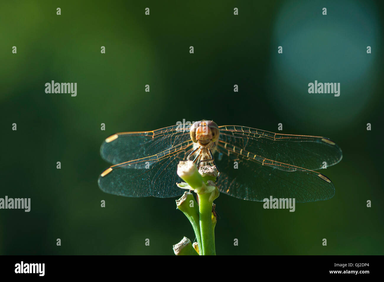 Dragonfly resting on a plant. Dragonfly closeup. Summer Stock Photo - Alamy