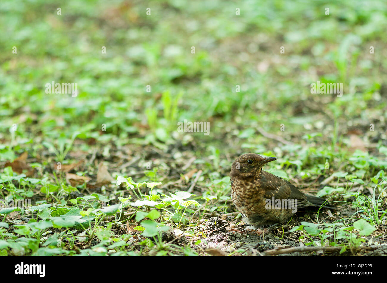 Blackbird looking for food. Summer time. Park. Forest Stock Photo