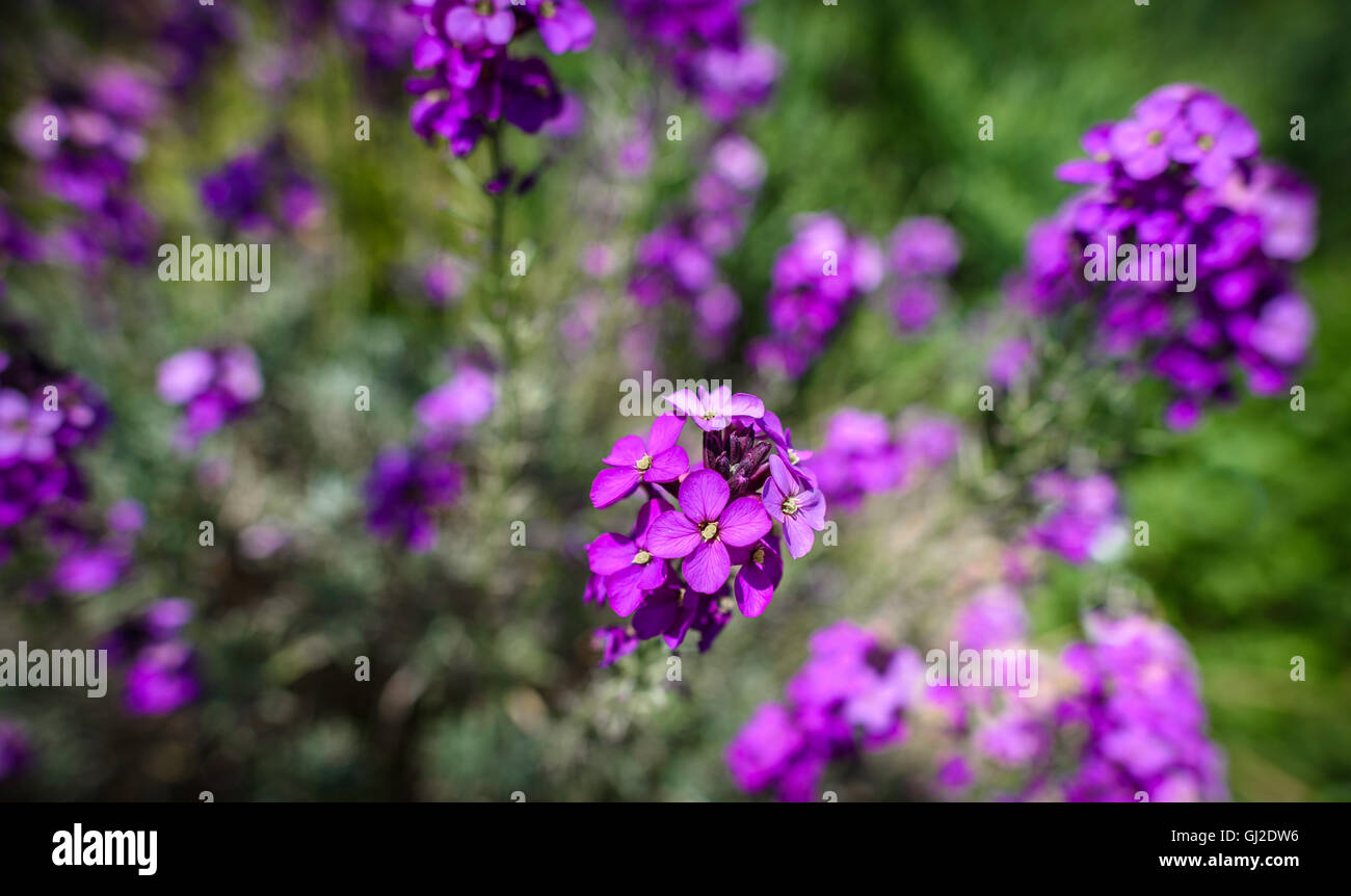 Pink flower wallflower hires stock photography and images Alamy