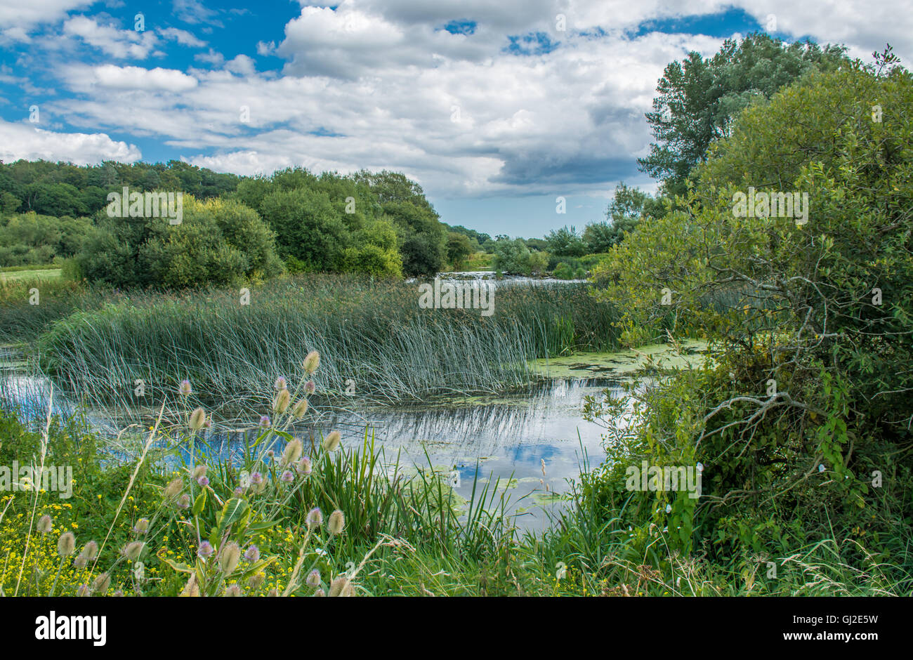 River Stour near Ferndown, Dorset Stock Photo Alamy