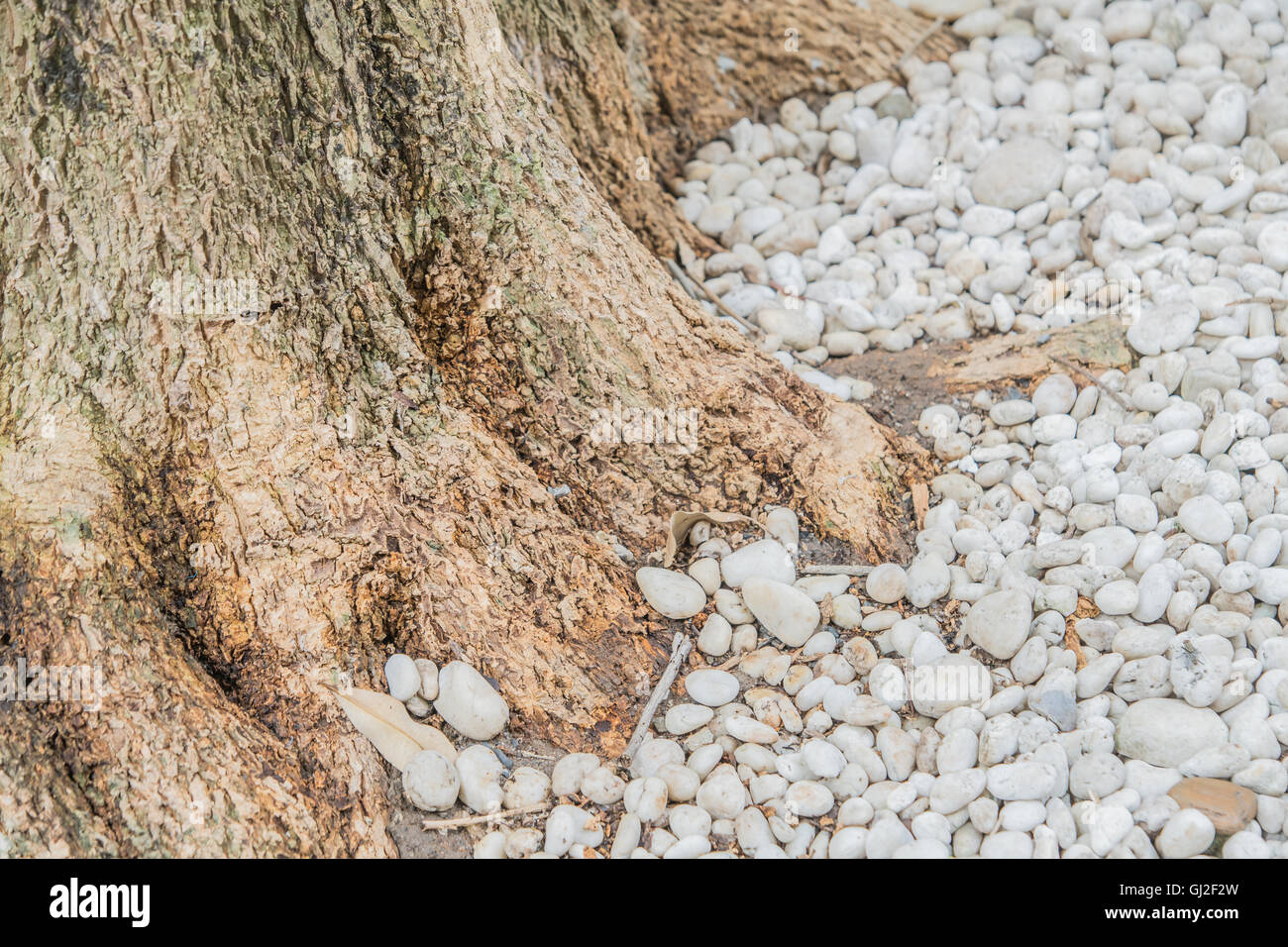 Tree roots surrounded with white pebbles Stock Photo