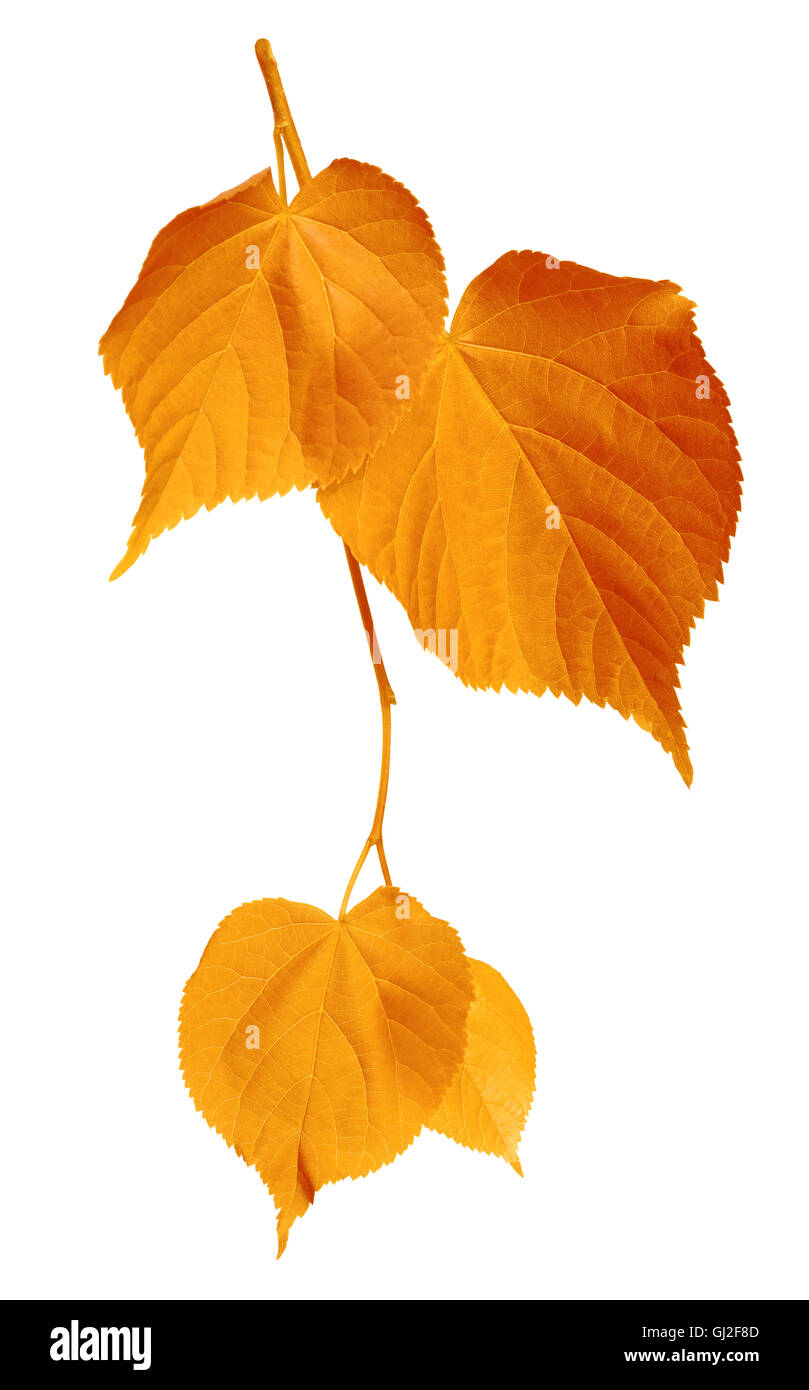 Yellowed leaves isolated on white background Stock Photo