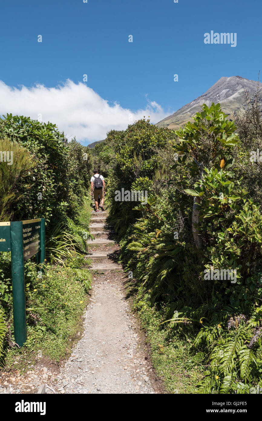 Walker on track at the foot of Mount Taranaki, Egmont National Park, North Island, New Zealand. Stock Photo