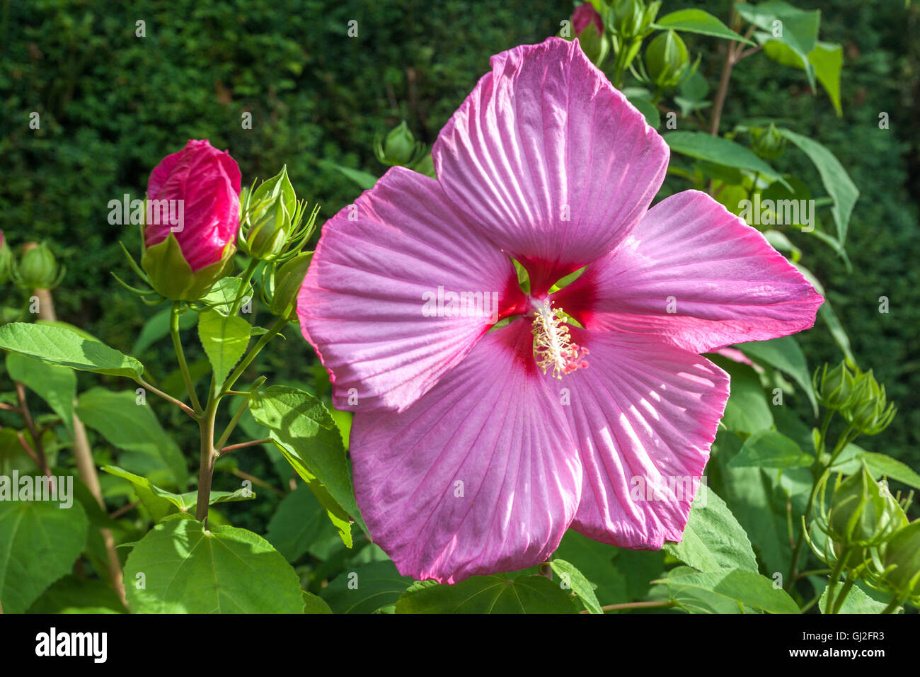 Hibiscus moscheutos, swamp rose-mallow, plant with large blossoms Stock Photo