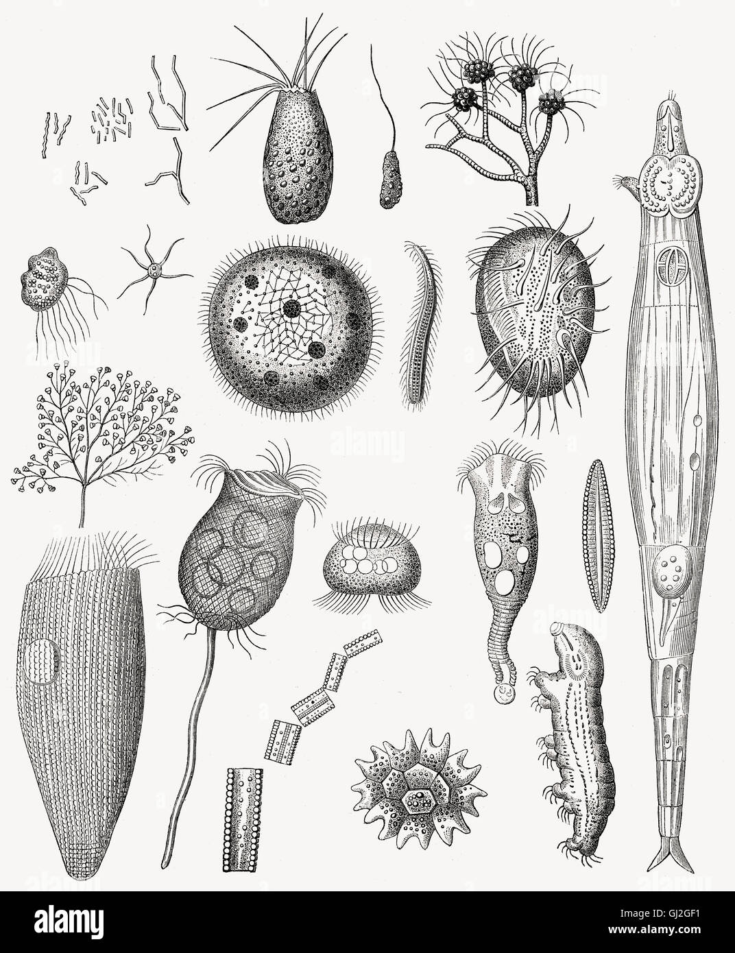Diatoms, group of algae, Stramenopila Stock Photo