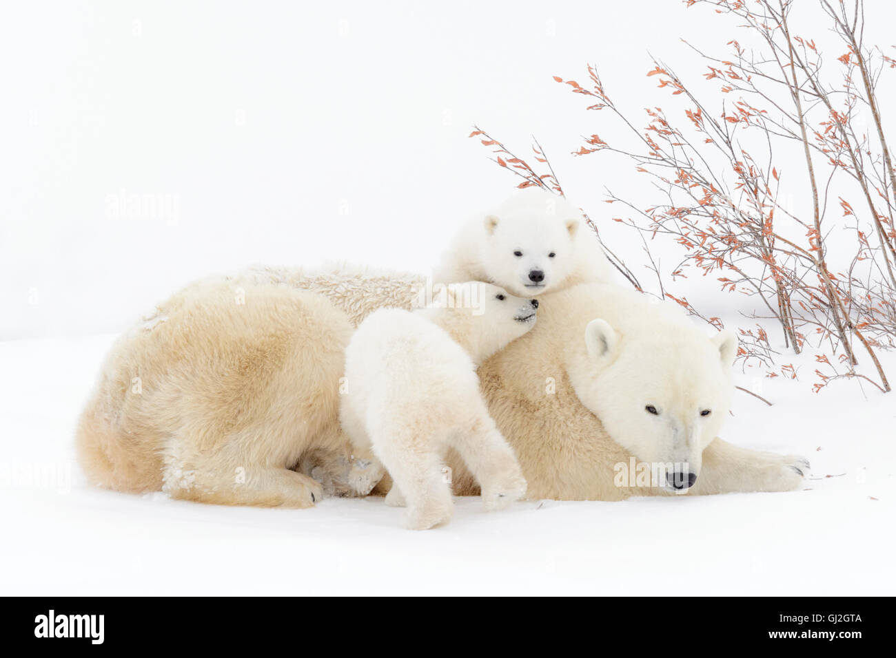 Polar bear mother (Ursus maritimus) lying down with two playing cubs, Wapusk National Park, Manitoba, Canada Stock Photo