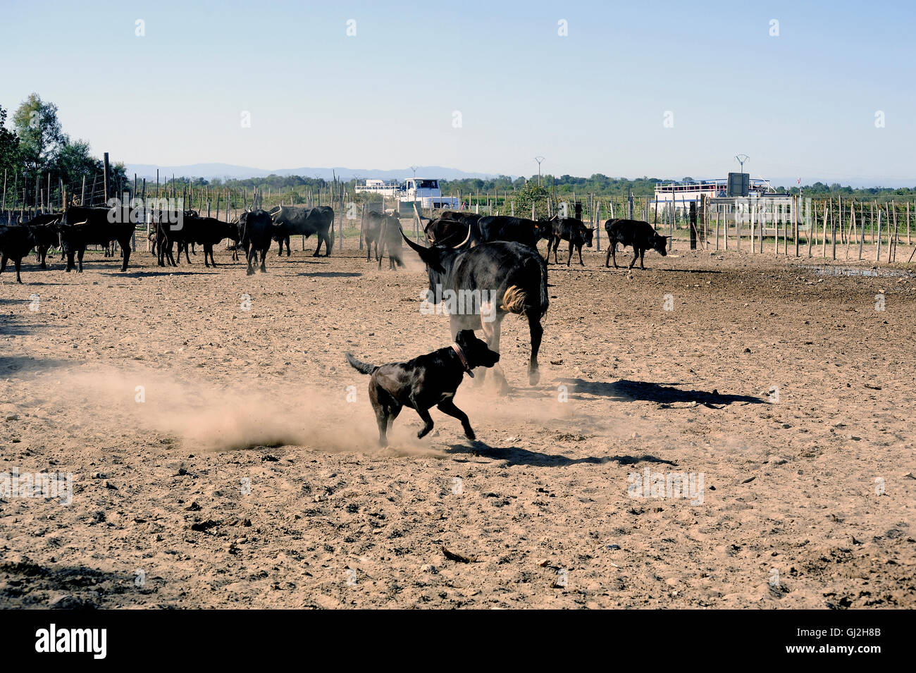 the herdsman bull dog at work in the French Camargue region Stock Photo