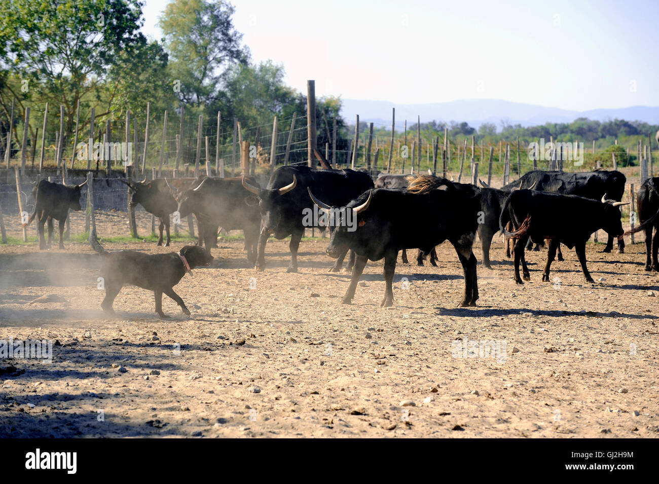 the herdsman bull dog at work in the French Camargue region Stock Photo