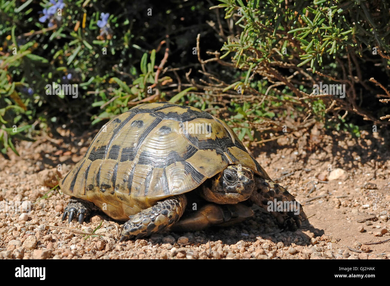 Hermann's Tortoise (Testudo hermanni), Torre Seu, Sardinia, Italy Stock Photo