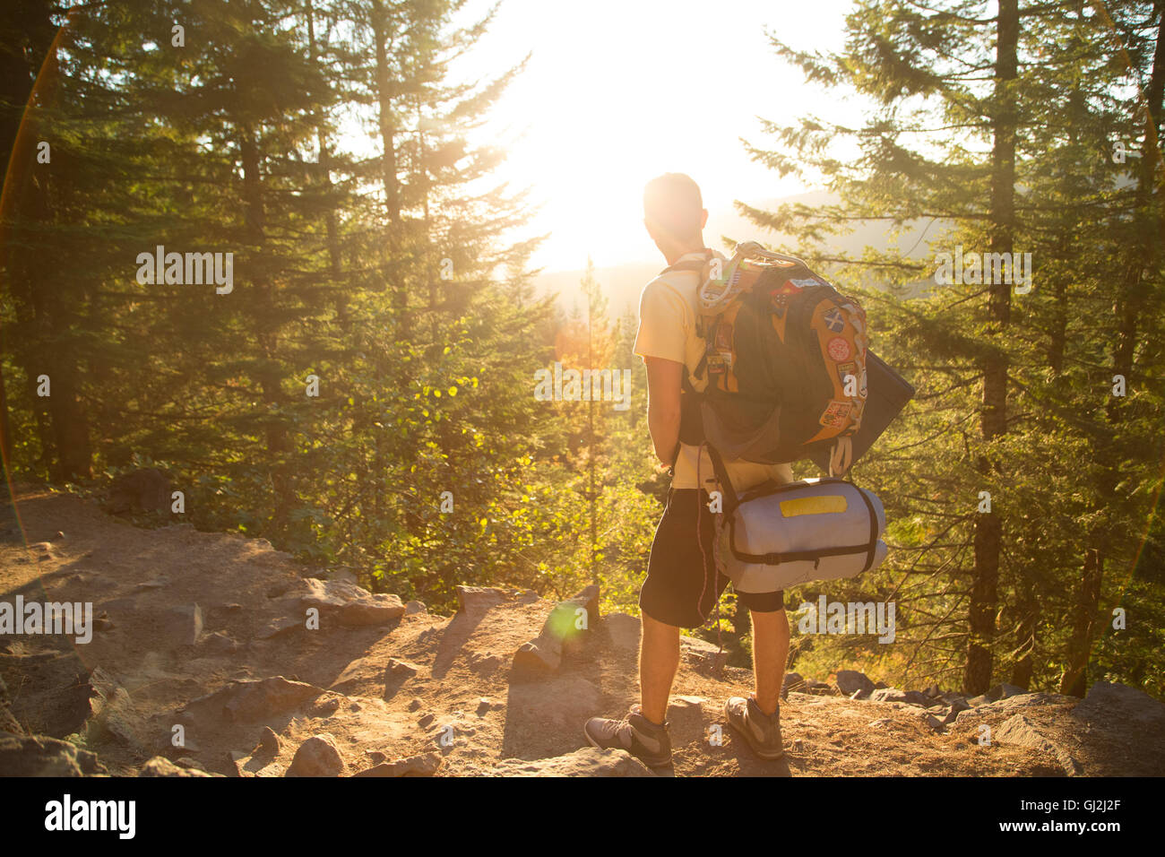 Rear view of male hiker looking out from forest ridge, Mount Hood National Forest, Oregon, USA Stock Photo