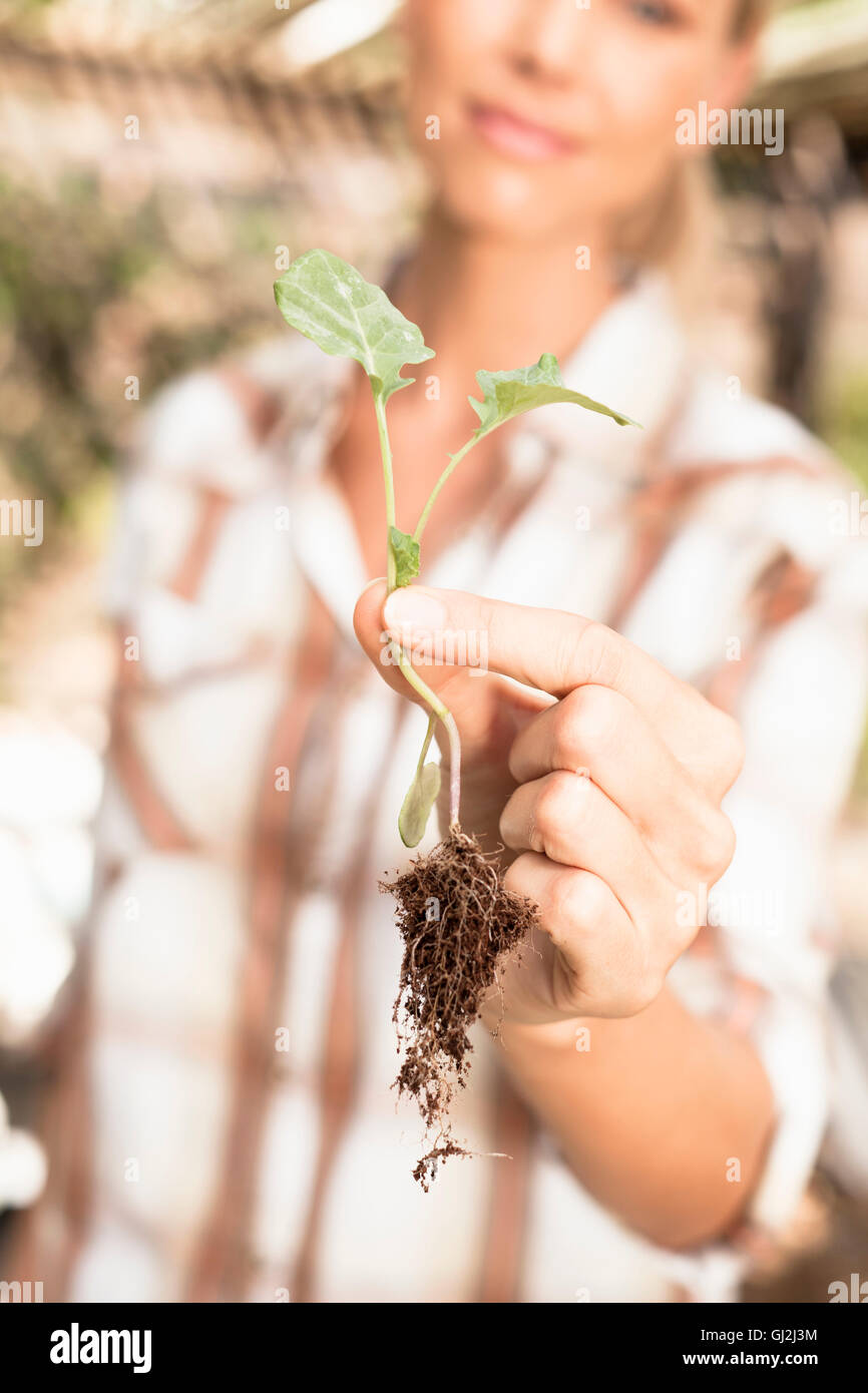 Mature woman holding young plant, close-up Stock Photo