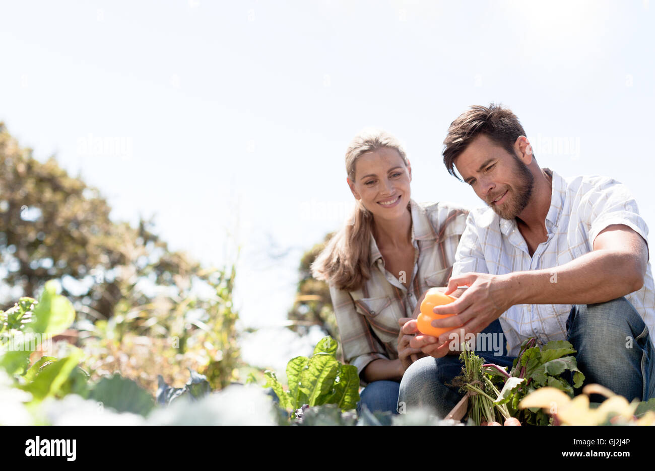 Mature couple inspecting freshly grown pepper Stock Photo