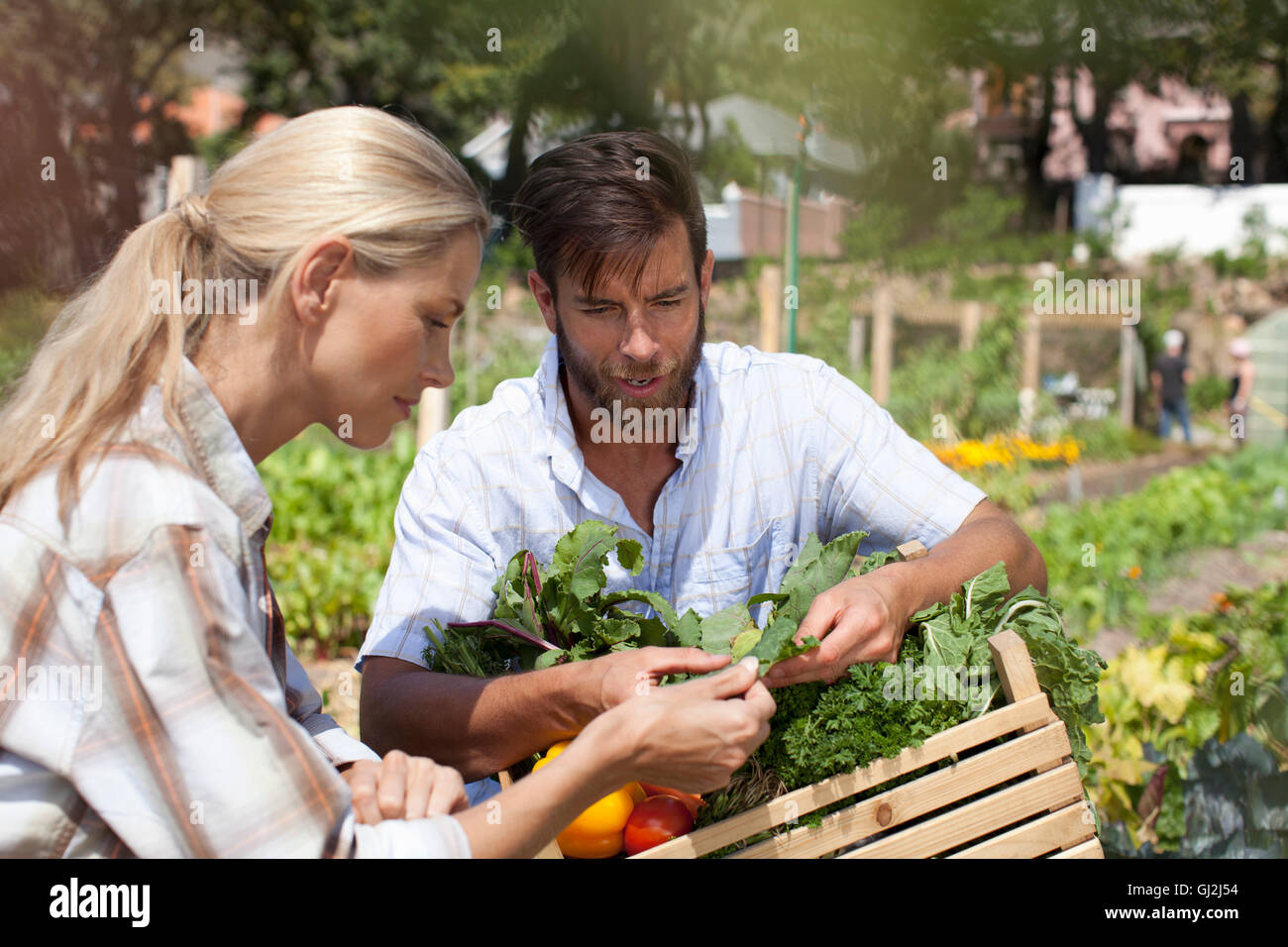 Mature couple in garden, inspecting freshly picked vegetables Stock Photo