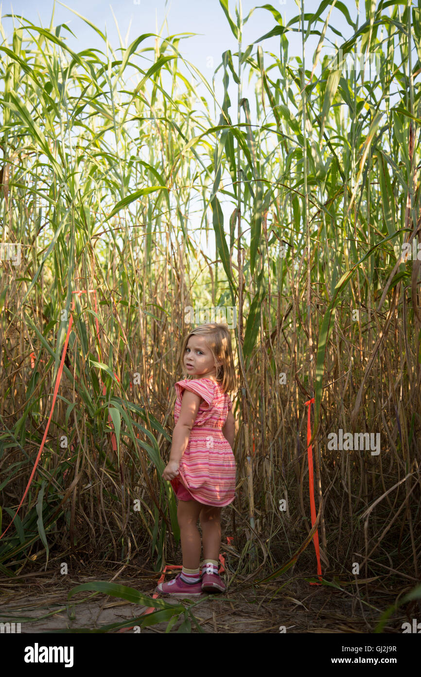 Young girl walking through pumpkin patch, rear view Stock Photo - Alamy