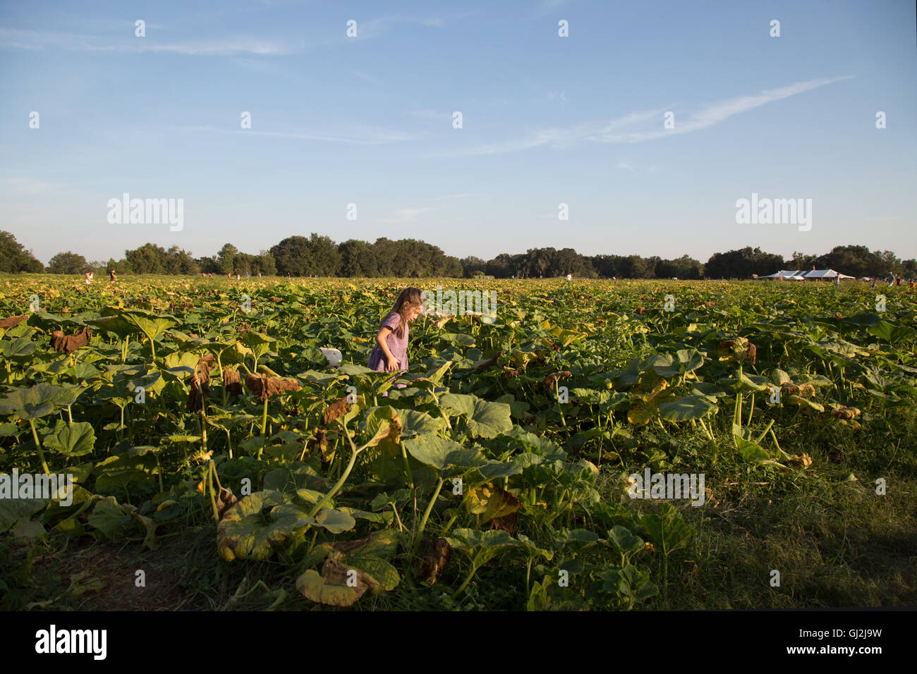 Young Girl Walking Through Pumpkin Patch Stock Photo Alamy