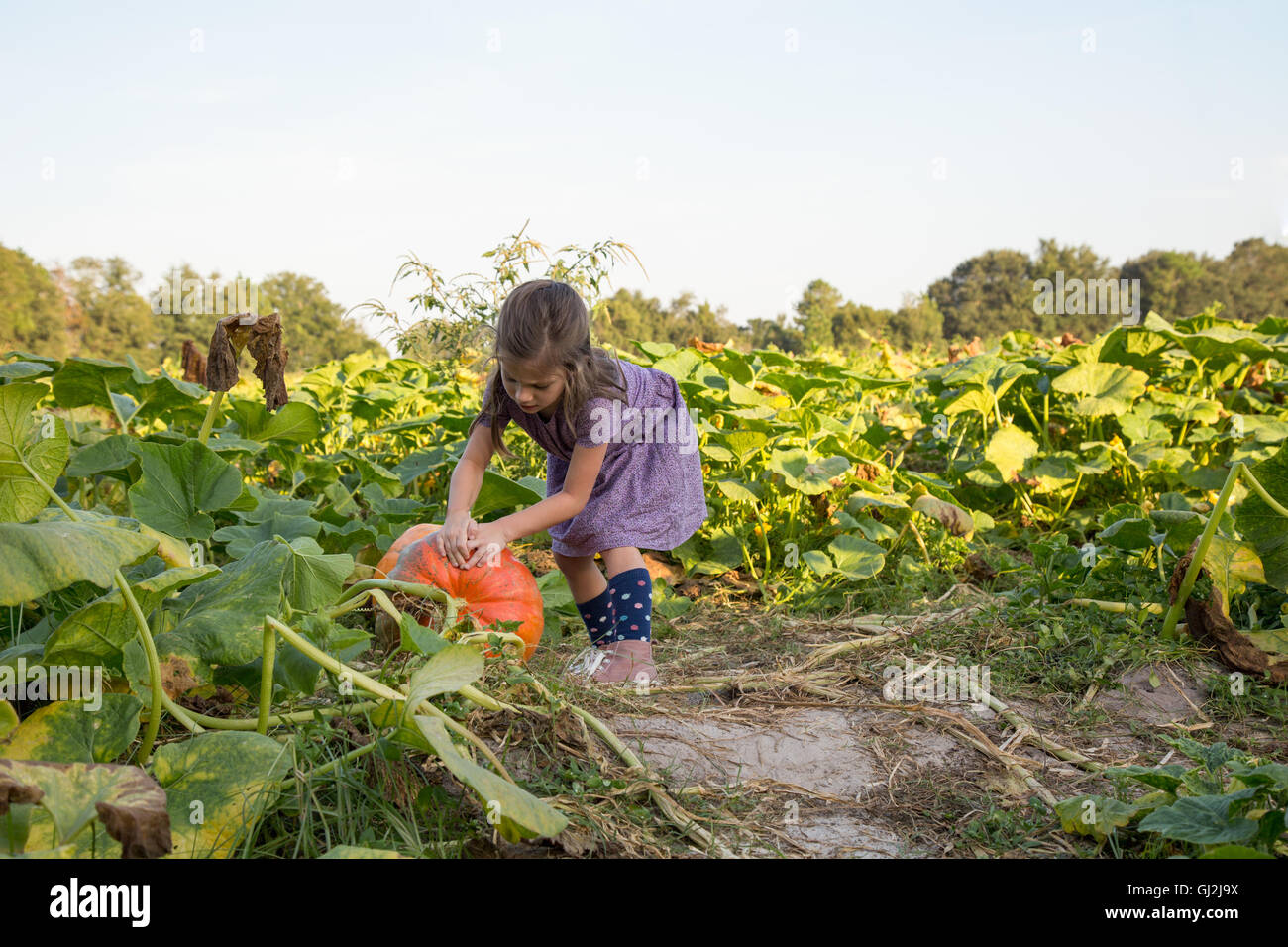 Young girl in pumpkin patch, choosing pumpkin Stock Photo