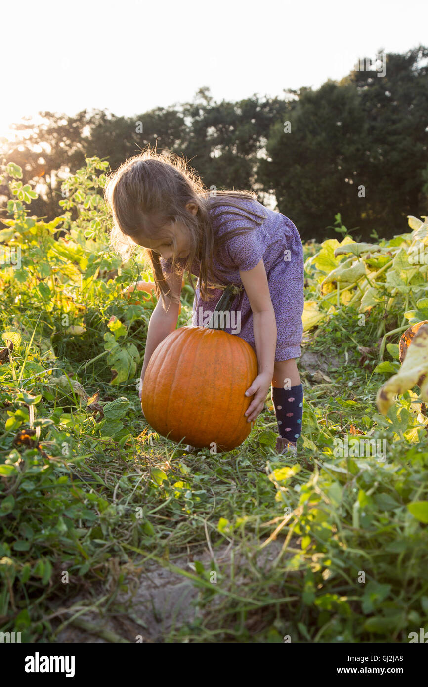 Young girl in pumpkin patch, lifting pumpkin Stock Photo - Alamy