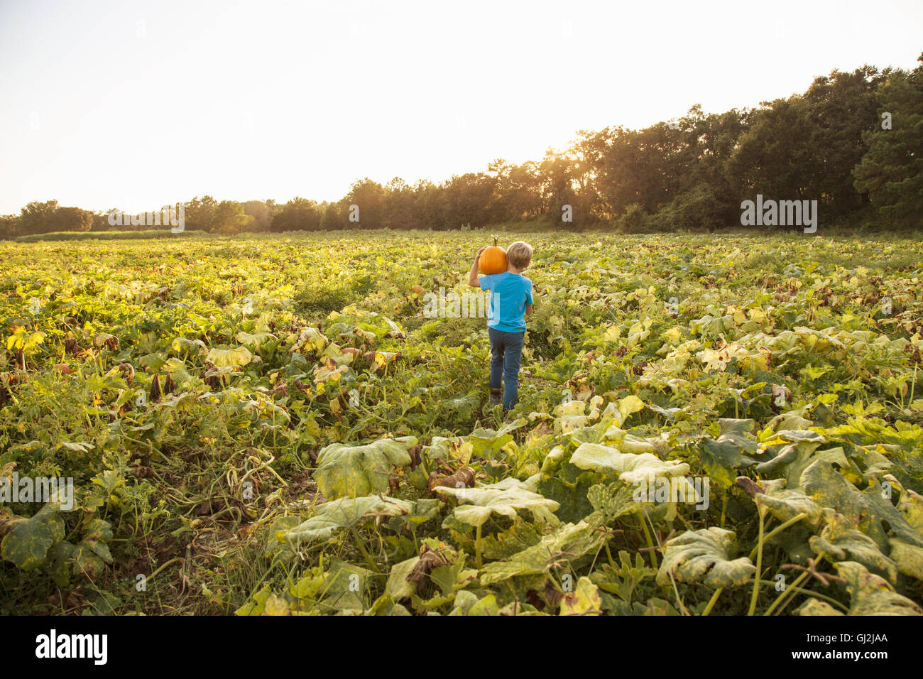 Young boy in pumpkin patch, carrying pumpkin, rear view Stock Photo - Alamy