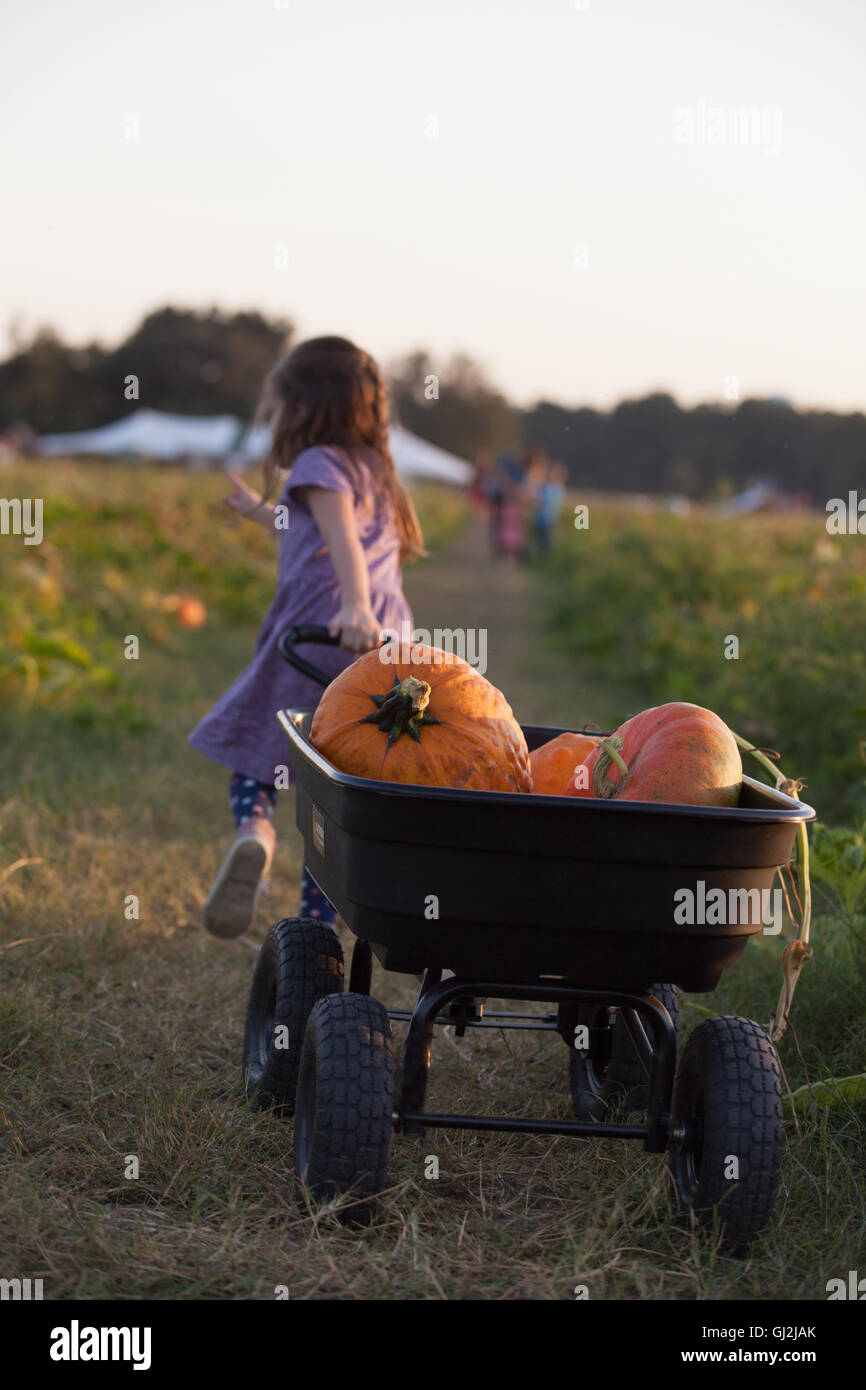 Young girl walking along rural pathway, pulling wheelbarrow full of pumpkins, rear view Stock Photo