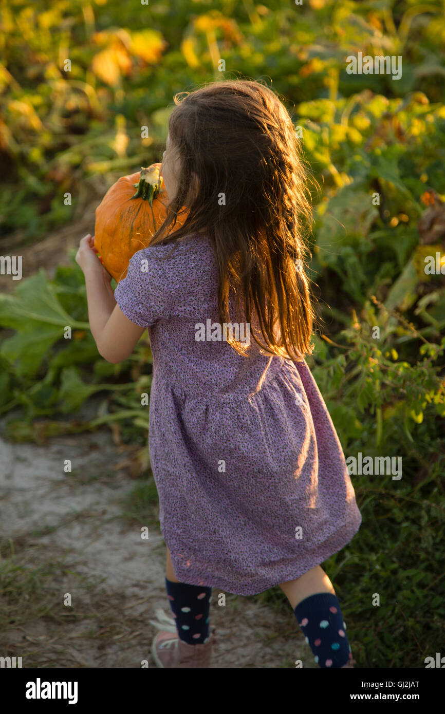 Young girl in pumpkin patch, carrying pumpkin, rear view Stock Photo ...