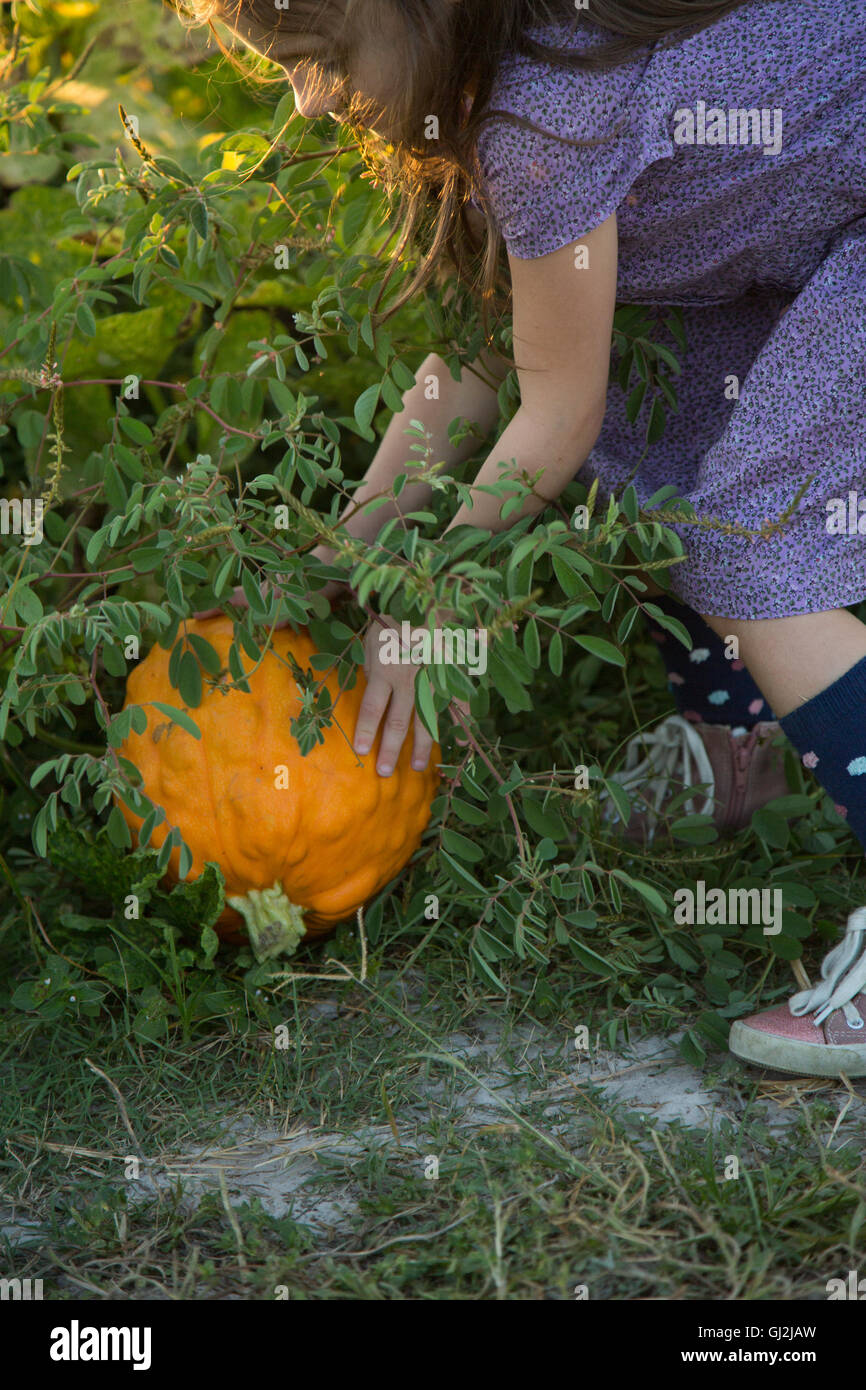 Young girl in pumpkin patch, lifting pumpkin Stock Photo - Alamy